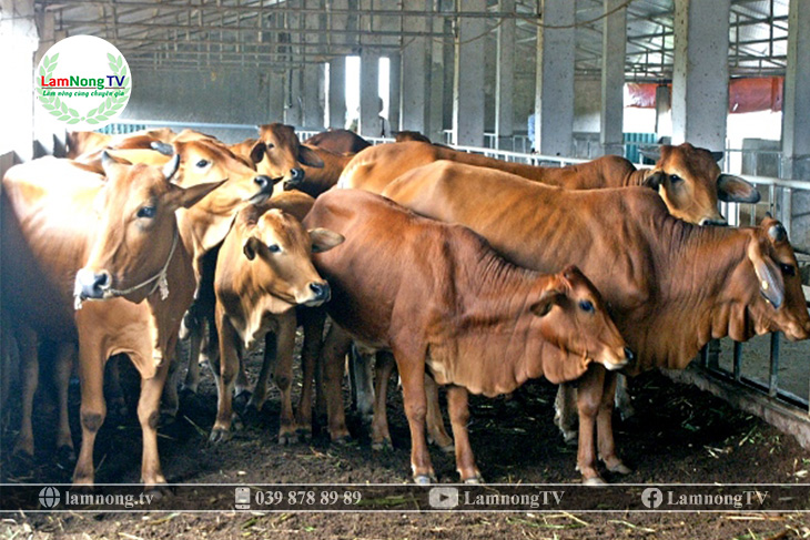 Kỹ thuật nuôi bò sinh sản