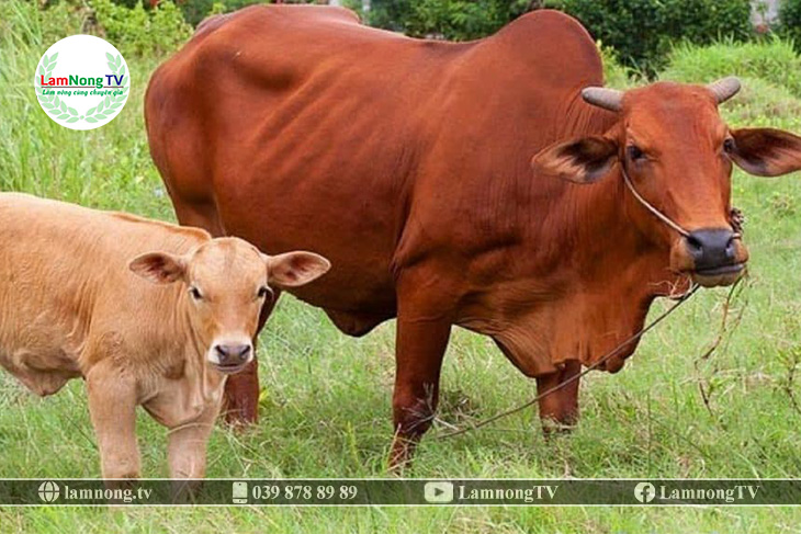 Cách chọn bò giống sinh sản