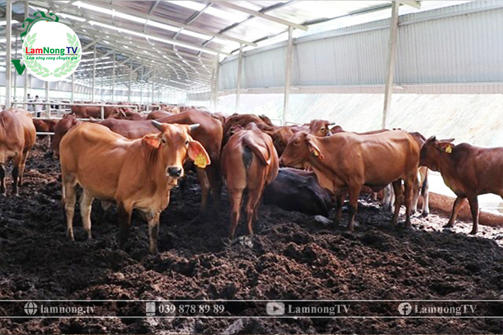 Chăn nuôi bò bằng đệm lót sinh học