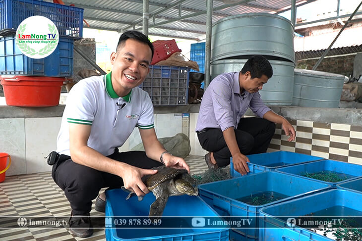Nuôi ba ba đặc sản to bự trong bể xi măng kín lục bình nông dân Kiên Giang  bắt lên bán hết sạch