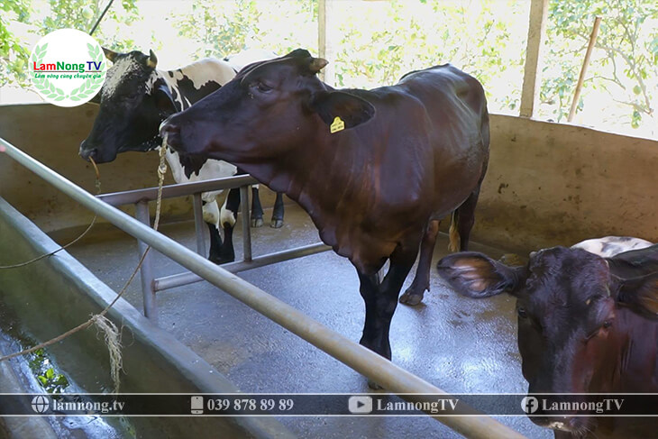 LẠ MÀ HAY Chăn nuôi bò cho bò ăn lá ổi và cái kết bất ngờ  Báo Gia Lai  điện tử