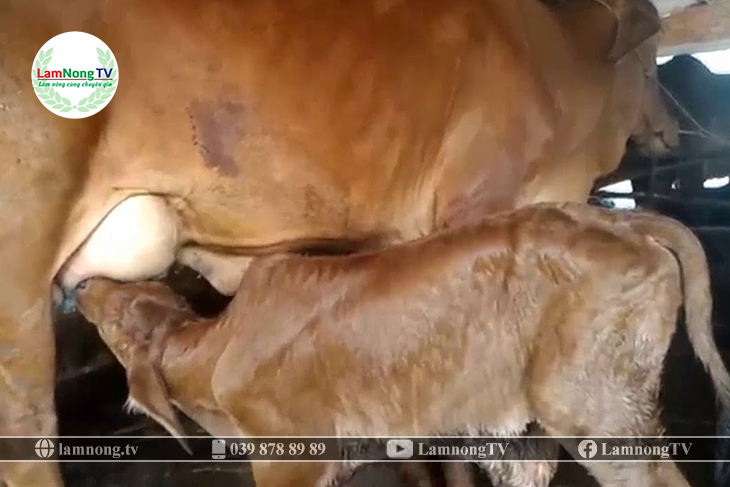 Kỹ thuật chăm sóc bò brahman sinh sản