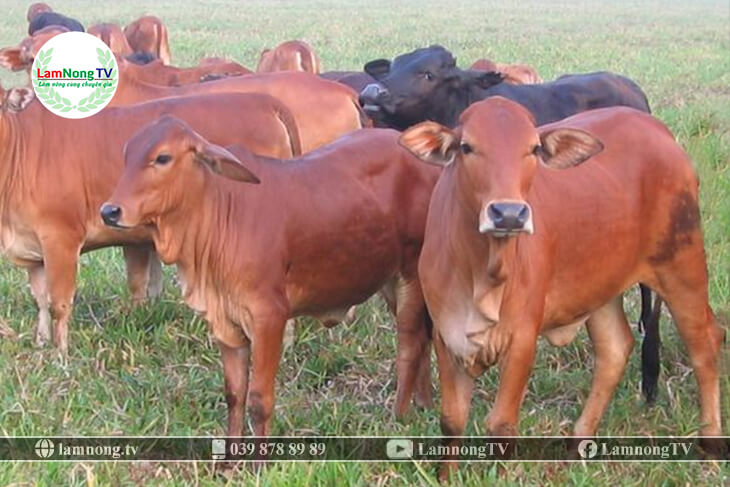 Phát triển chăn nuôi bò tập trung