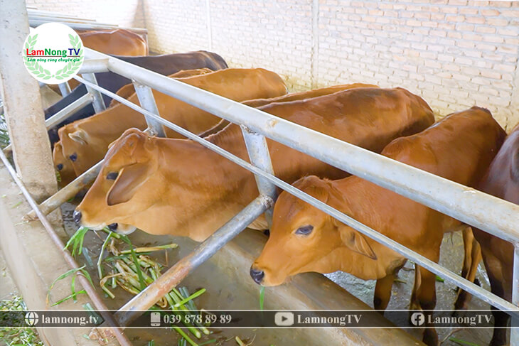 Hòa An Mô hình phát triển bò vỗ béo bò sinh sản tại 3 xã Dân Chủ Đức  Long và Bình Dương