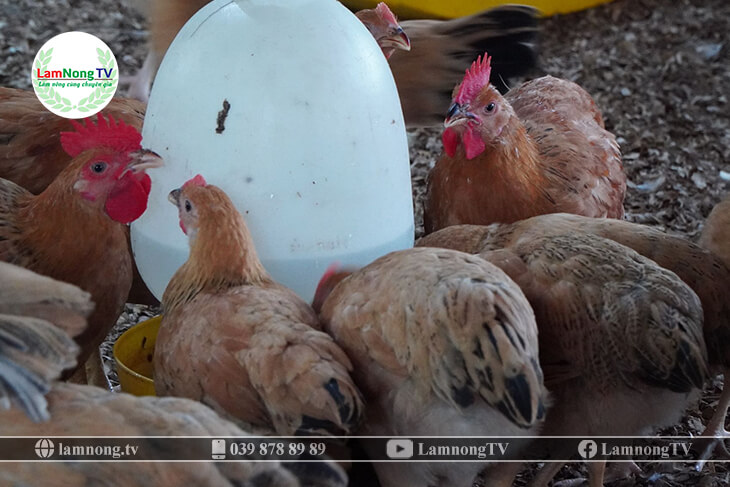 Sử dụng đệm lót sinh học trong chăn nuôi gà