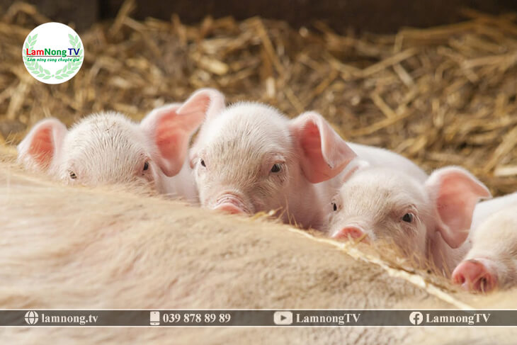 cách nuôi lợn nái sinh sản