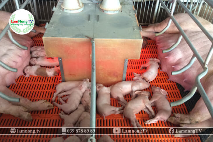 quy trình nuôi lợn nái sinh sản