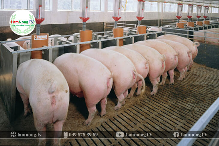 Chăm sóc và quản lý lợn nái sinh sản hậu bị