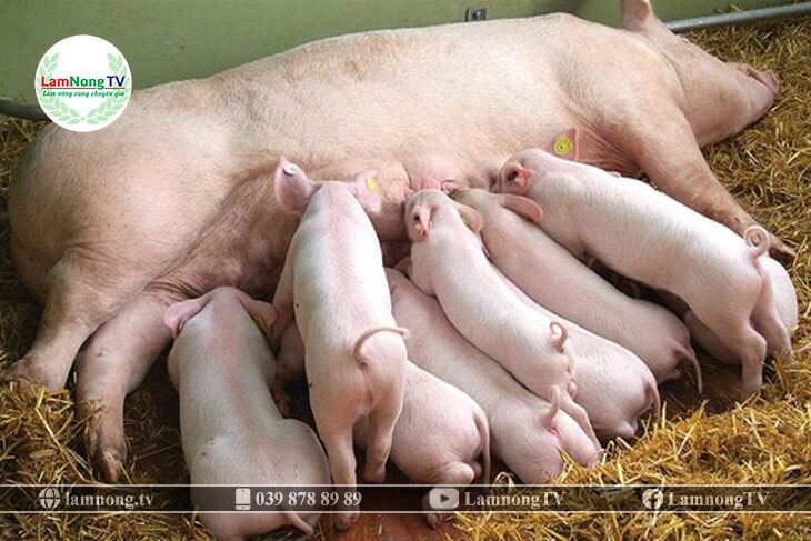 kỹ thuật nuôi lợn nái sinh sản