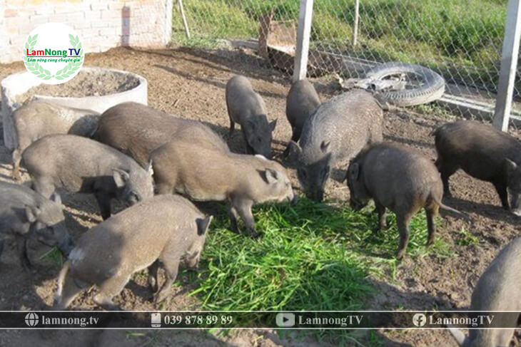 Cách nuôi lợn rừng thương phẩm theo từng giai đoạn