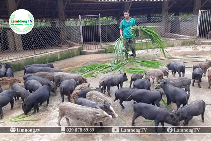 Anh Dương Văn Ngà Làm giàu từ mô hình nuôi lợn rừng lai  Bản tin Điện tử  Họ Dương Việt Nam