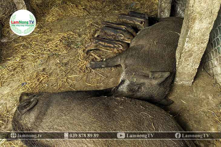 chăm sóc lợn rừng nái giai đoạn lợn nái nuôi con