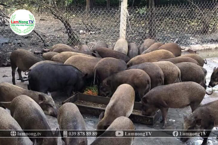 chăm sóc lợn rừng giai đoạn hậu bị