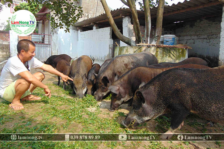 Kỹ thuật xây dựng chuồng nuôi lợn rừng