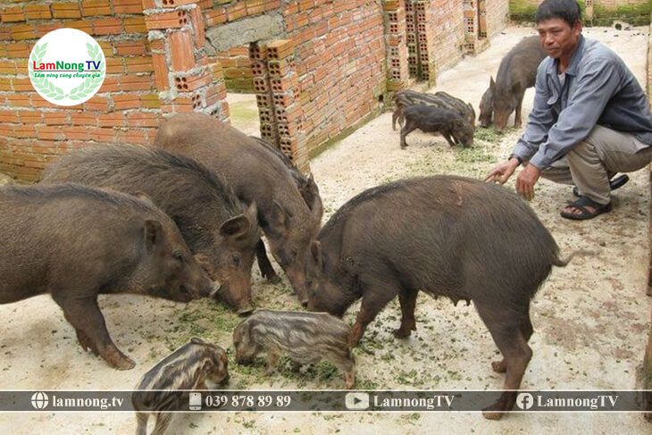 Độc đáo mô hình chăn nuôi lợn rừng và trồng cây cảnh