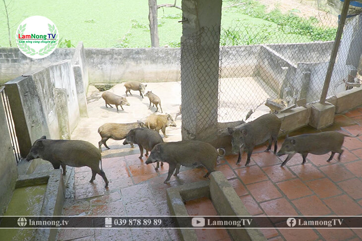 Nền chuồng nuôi lợn rừng