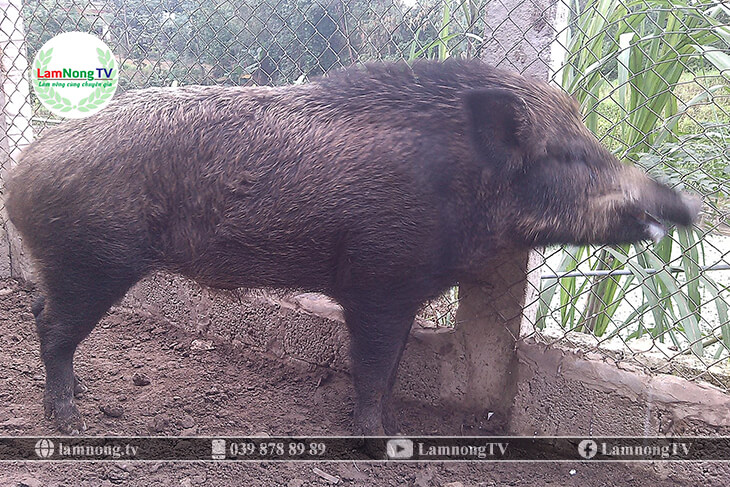 Đặc điểm lợn rừng Thái Lan