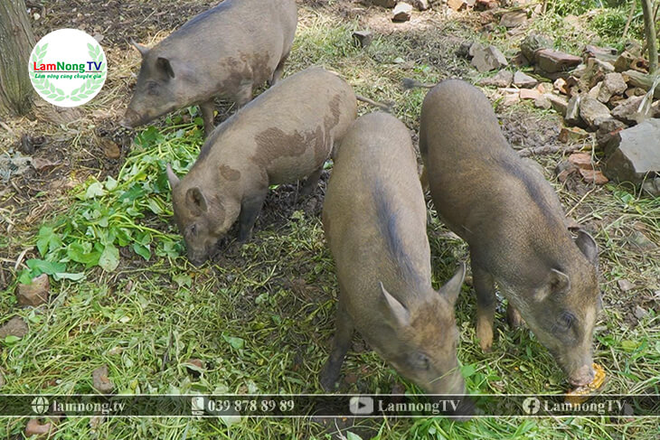 mô hình chăn nuôi lợn rừng sinh sản