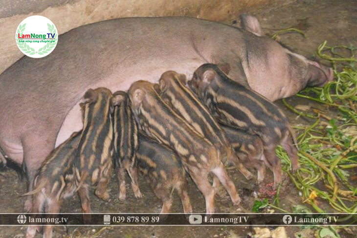 Cập nhật 67+ về mô hình nuôi lợn rừng sinh sản hay nhất