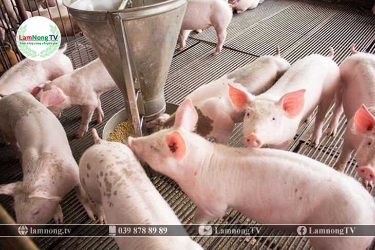 Kỹ thuật chăn nuôi lợn thịt siêu nạc