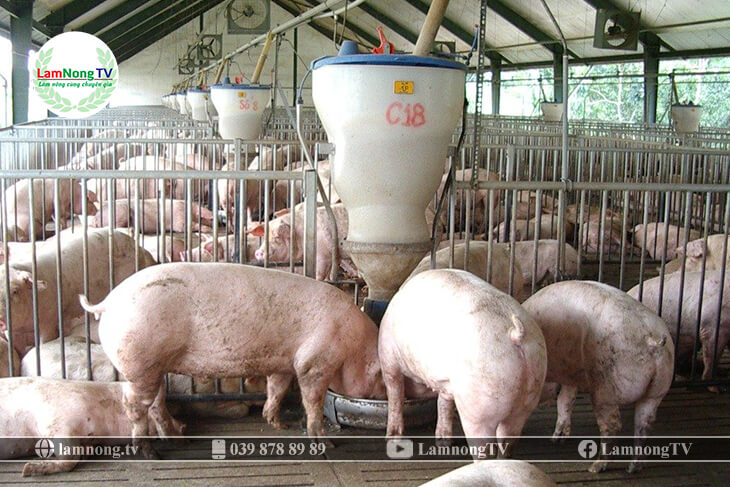 Cách chăn nuôi lợn thịt hiệu quả