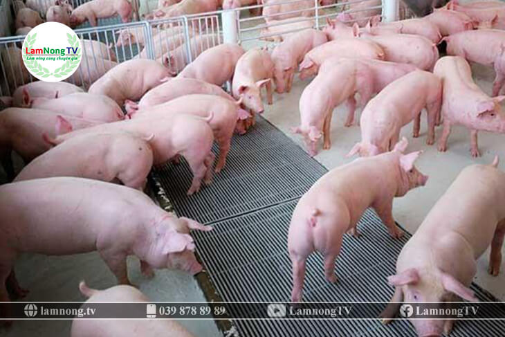 Kỹ thuật chăm sóc cho lợn thịt