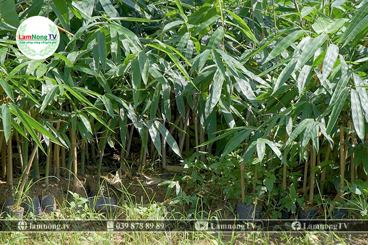 Vườn ươm cây giống của chú Tiến tại Phù Ninh- Phú Tho.