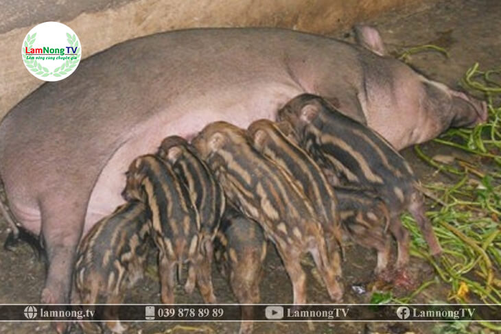 Lợn rừng ở giai đoạn nuôi con