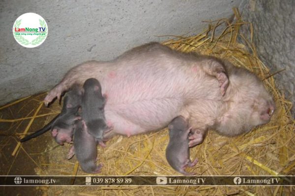 kỹ thuật nuôi dúi má đào