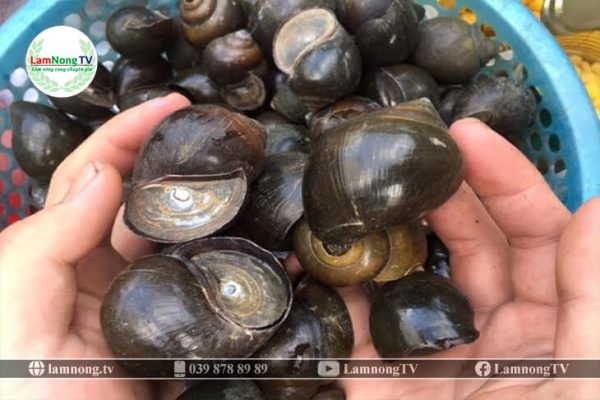 kỹ thuật nuôi ốc nhồi trong ao đất