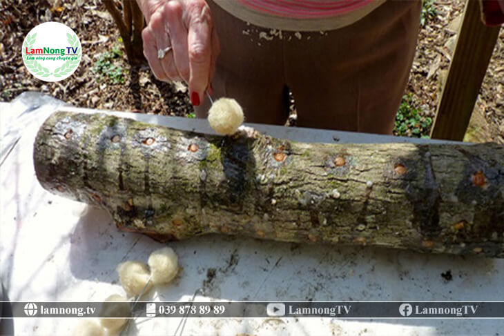 Cách trồng nấm hương trên cây gỗ