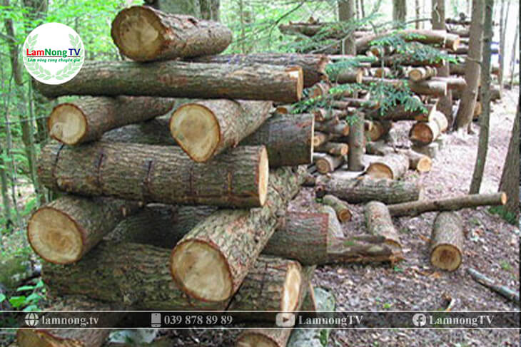 Kỹ thuật trồng nấm hương trên cây gỗ trong giai đoạn nuôi ủ