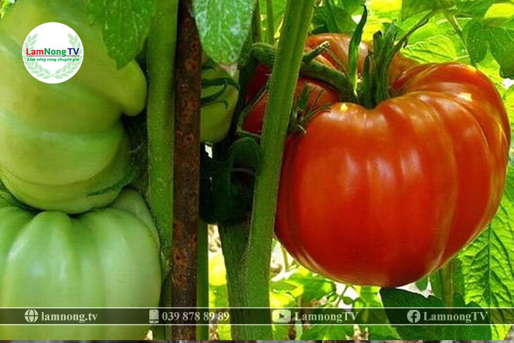kỹ thuật trồng cà chua khổng lồ (01)