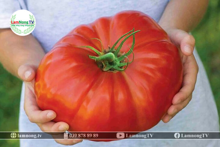 kỹ thuật trồng cà chua khổng lồ (02)