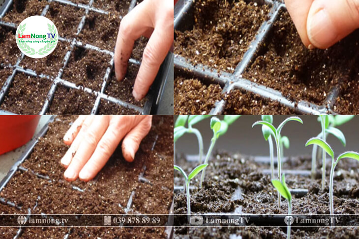 kỹ thuật trồng cà chua khổng lồ (04)