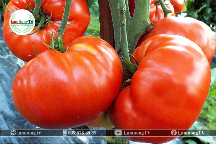 kỹ thuật trồng cà chua khổng lồ (06)