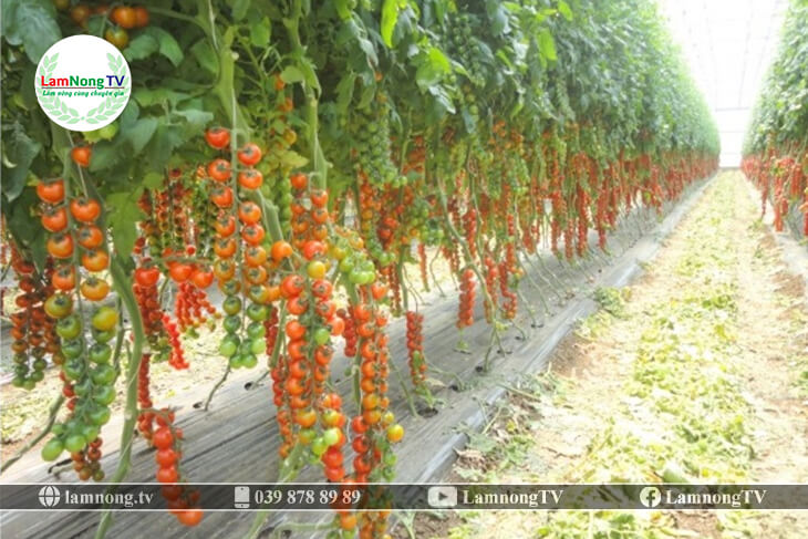 Làm giàn trồng cà chua