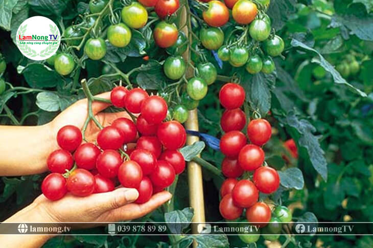 Kỹ thuật trồng cà chua bi - Chăm sóc