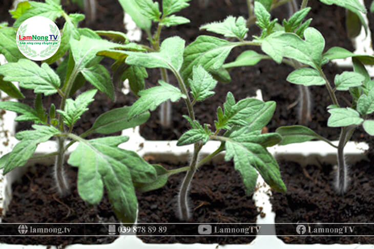 Kỹ thuật trồng cà chua bi - Trồng cây