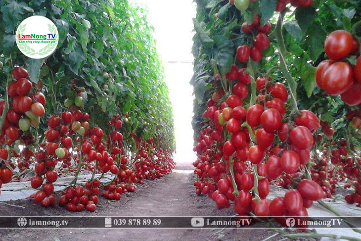 kỹ thuật trồng cây cà chua bi