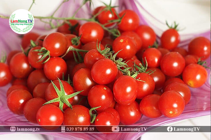 Công dụng và giá trị kinh tế từ trồng cà chua bi