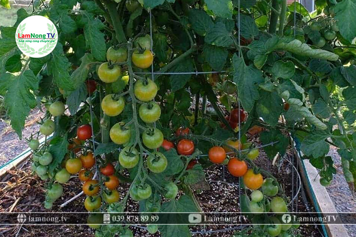 Đặc điểm hình thái cây cà chua bi