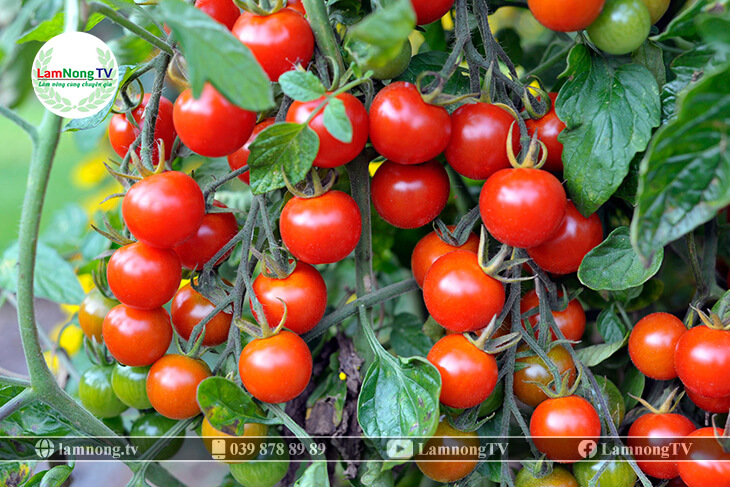 kỹ thuật trồng cây cà chua bi