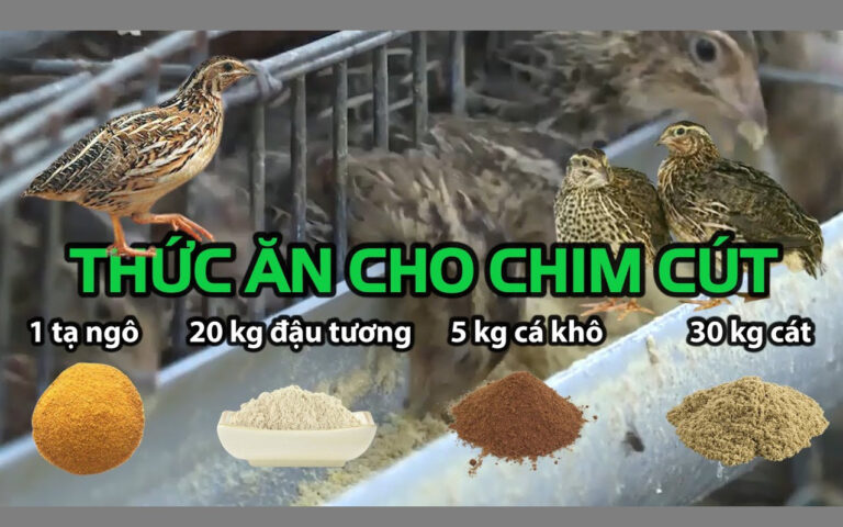 Thức ăn cho chim cút