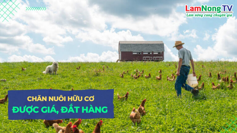 chăn nuôi hữu cơ, hướng đi mới cho nông dân