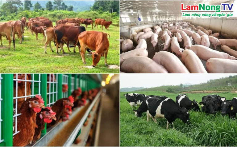 Chăn nuôi bền vững góp phần bao vệ môi trường
