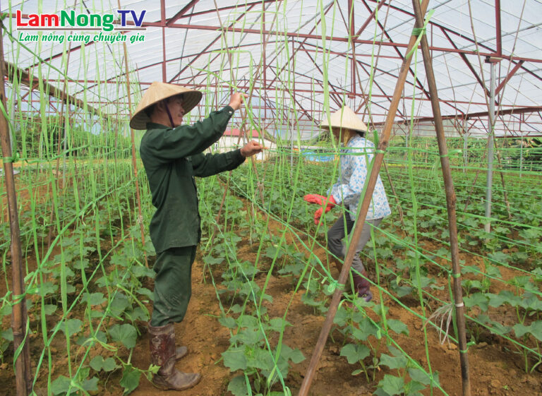 Nhà lưới trồng rau sạch