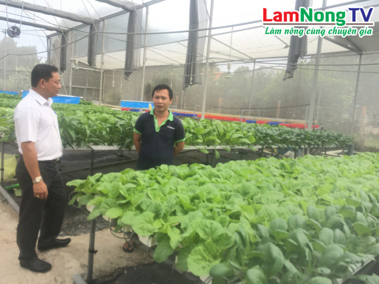 mô hình trồng rau nha kính