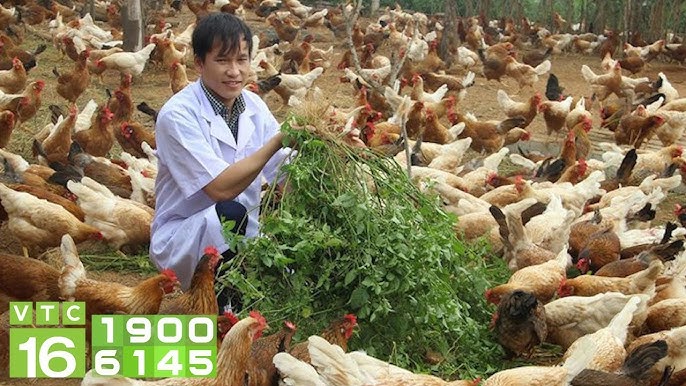 nuôi gà bằng thảo dược