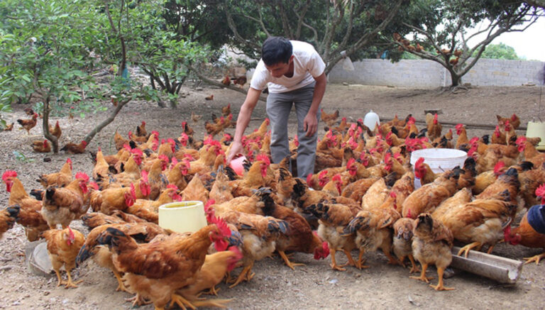 nuôi gà thả vườn